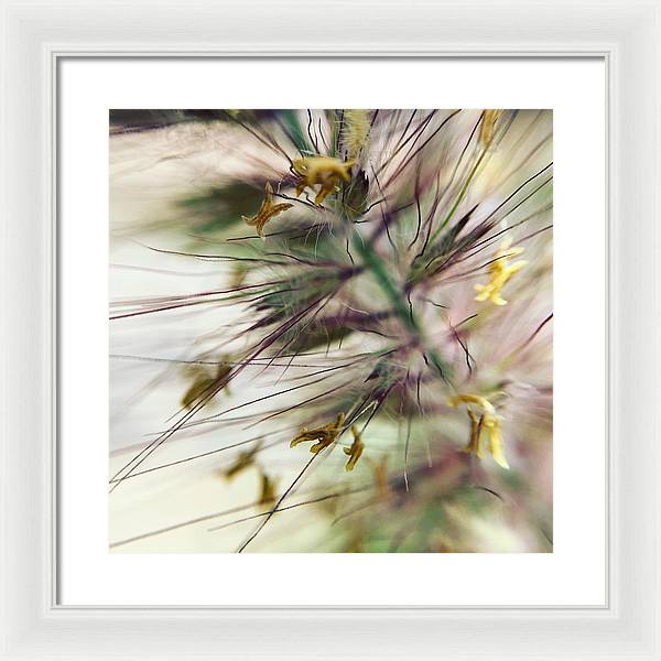 Foxtail - Framed Print
