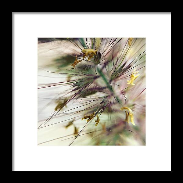 Foxtail - Framed Print